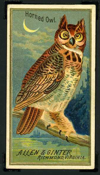 21 Horned Owl
